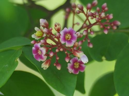 Averrhoa carambola