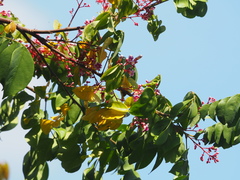 Averrhoa carambola