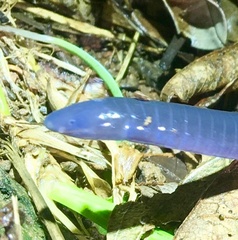 Gymnophiona