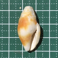 Image of Nebularia chrysostoma