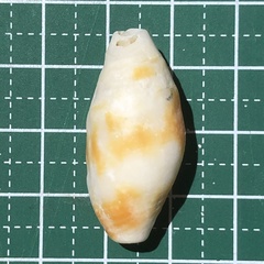 Nebularia chrysostoma