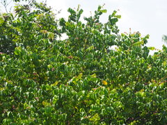 Averrhoa carambola