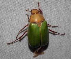 Xylonichus eucalypti