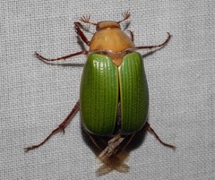 Xylonichus eucalypti