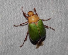 Xylonichus eucalypti