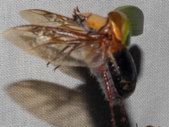 Xylonichus eucalypti