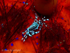 Zebrida adamsii