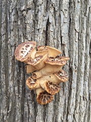 Cerioporus squamosus