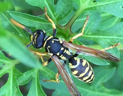 Polistes gallicus