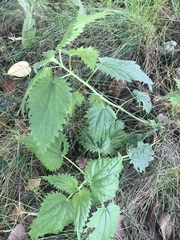 Urtica dioica