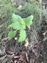Urtica dioica