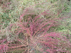 Suaeda corniculata