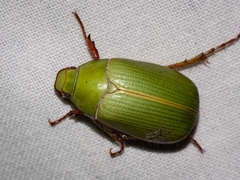 Xylonichus eucalypti