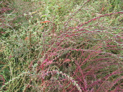 Suaeda corniculata