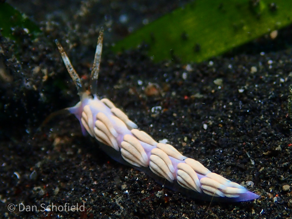 Tenellia nakapila