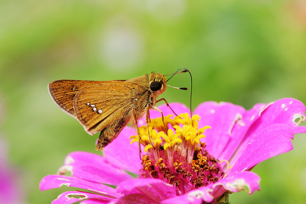 Common Straight Swift