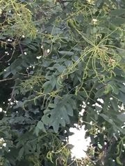 Styphnolobium
