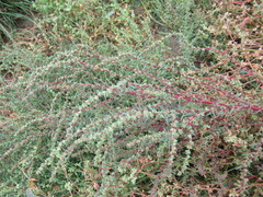 Suaeda corniculata