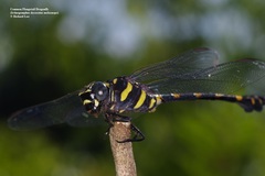 Ictinogomphus decoratus