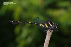 Ictinogomphus decoratus