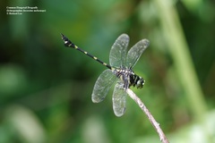 Ictinogomphus decoratus