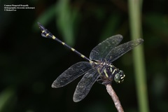 Ictinogomphus decoratus