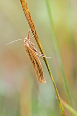 Agriphila deliella