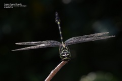 Ictinogomphus decoratus