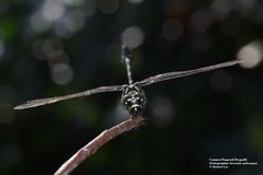 Ictinogomphus decoratus