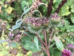 Arctium × ambiguum