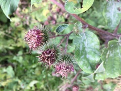Arctium × ambiguum