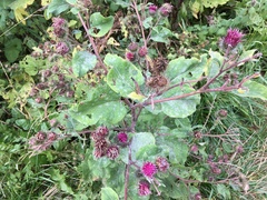 Arctium × ambiguum