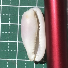Erronea cylindrica