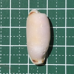 Erronea cylindrica image