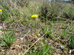 Asteridea athrixioides