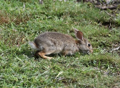 Sylvilagus transitionalis