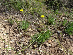 Asteridea athrixioides