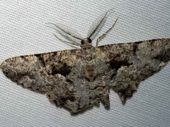 Hypomecis externaria