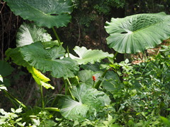 Alocasia odora