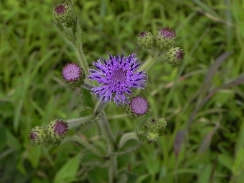 Image of Adenoon indicum by no rights reserved