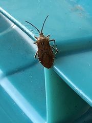 Spartocerini