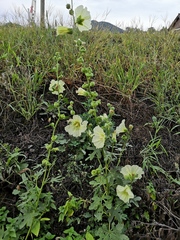 Alcea rugosa