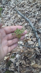Allium decipiens quercetorum