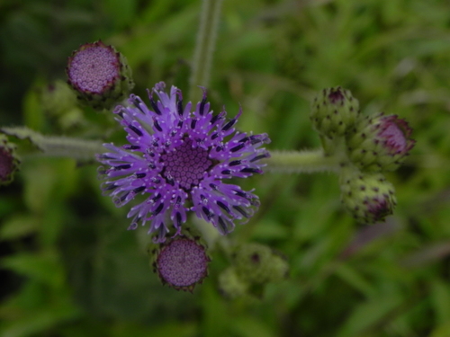 Image of Blue Sonki (Adenoon indicum) by no rights reserved