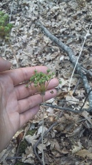 Allium decipiens quercetorum