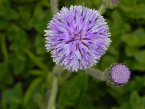 Image of Blue Sonki (Adenoon indicum) by no rights reserved