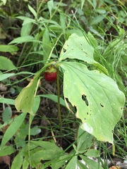 Trillium cernuum