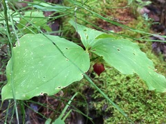 Trillium cernuum