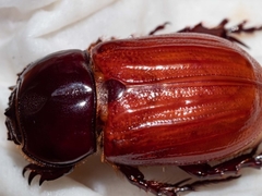 Semanopterus