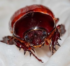 Semanopterus